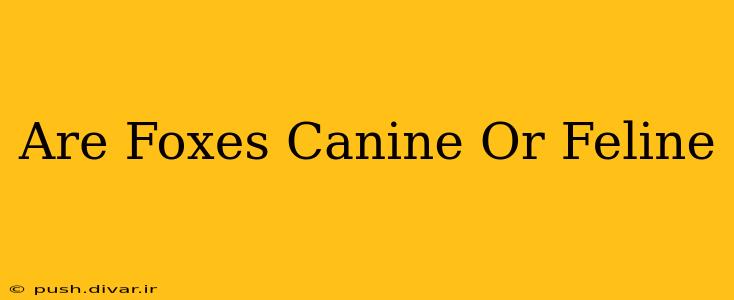 Are Foxes Canine Or Feline