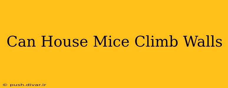 Can House Mice Climb Walls