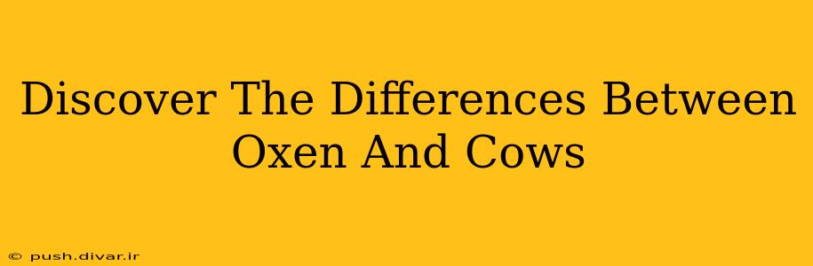 Discover The Differences Between Oxen And Cows