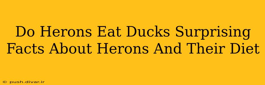 Do Herons Eat Ducks Surprising Facts About Herons And Their Diet
