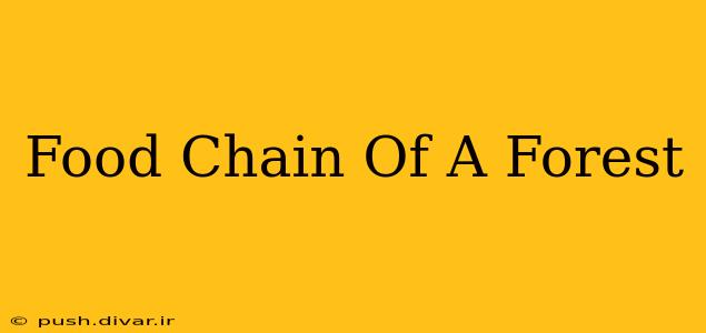 Food Chain Of A Forest