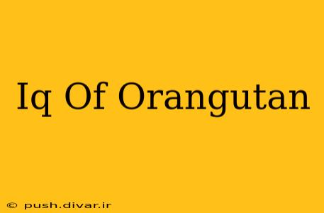 Iq Of Orangutan