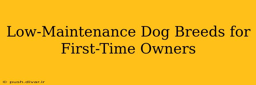 Low-Maintenance Dog Breeds for First-Time Owners