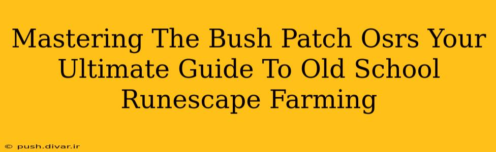 Mastering The Bush Patch Osrs Your Ultimate Guide To Old School Runescape Farming