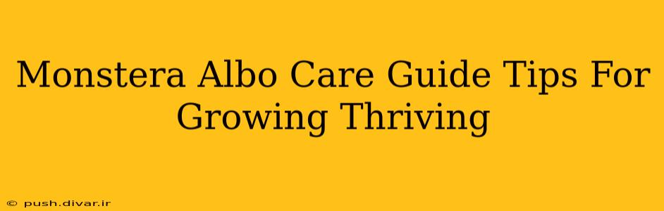 Monstera Albo Care Guide Tips For Growing Thriving