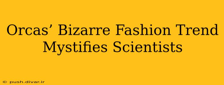 Orcas’ Bizarre Fashion Trend Mystifies Scientists