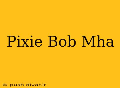 Pixie Bob Mha